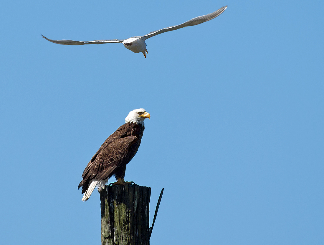 This Bald Eagle barely responded to the repeated circling and vocalizing of the seagull.