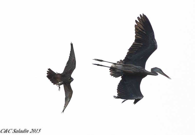 A Great Blue Heron Being Chased by a Peregrine Falcon