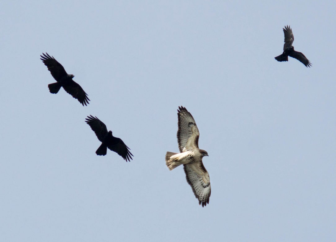 Red-tailed Hawk Being Mobbed by Crows