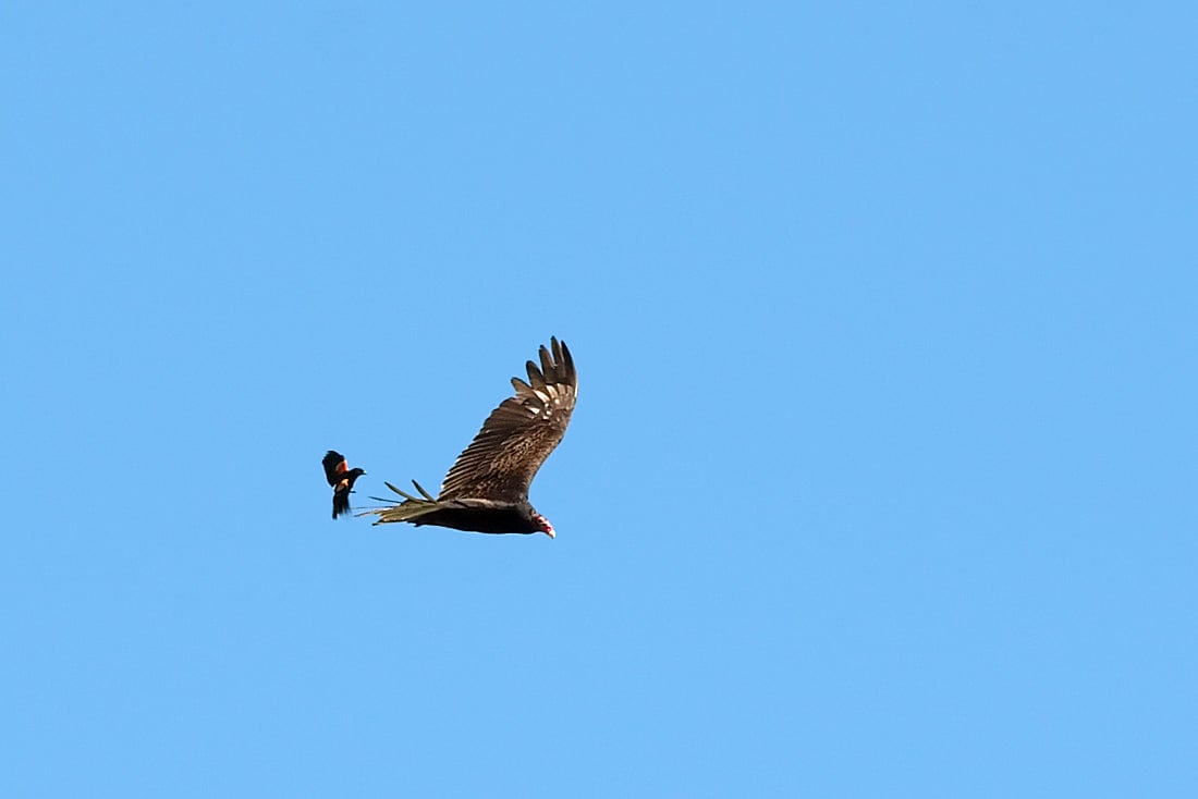 Red-winged Blackbird Mobbing Turkey Vulture