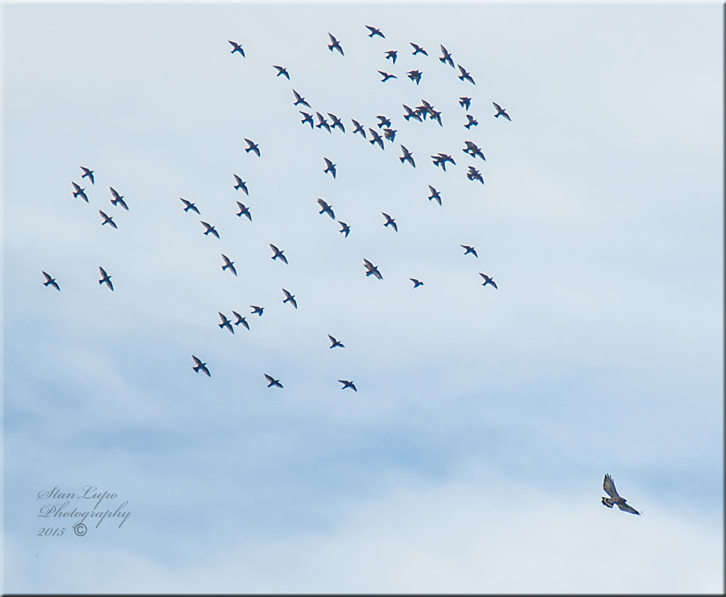 European Starlings turning back after chasing a Sharp-shinned Hawk Away