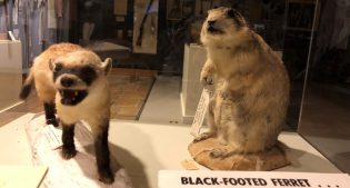 Museum Minute: The Black Footed Ferret Success Story