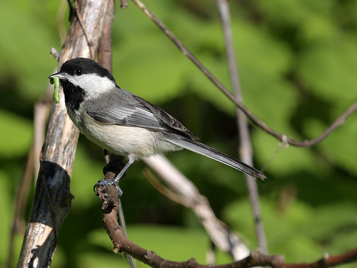 Chickadee with Grub