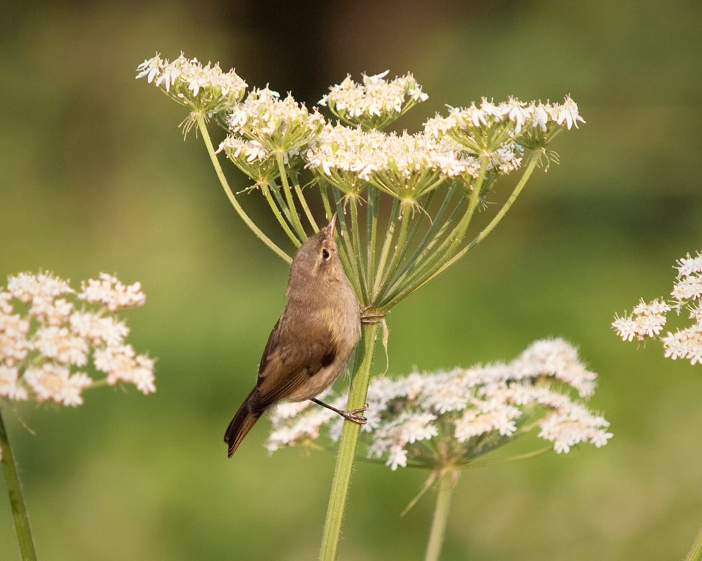 Chiffchaff Gleaning for Insects