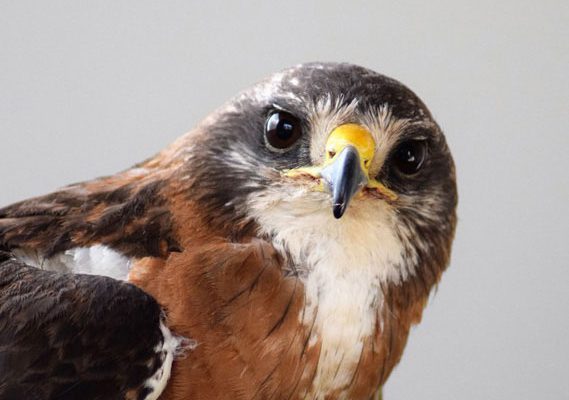 Swainson's hawk Hayden. Photo by Melissa Hill.