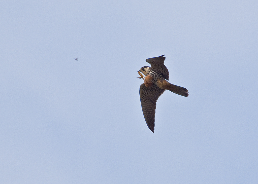 A Small Falcon, the Hobby, reaching out to catch an insect while in flight.