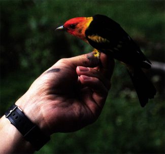 After being examined and banded by a Draper Museum researcher, this western tanager is about to return to the mountain forests of the Greater Yellowstone region. C.R. Preston photo.