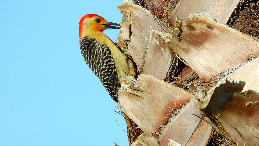 Red-bellied Woodpecker probing for insects in a Mexican Fan Palm in Bradenton, Florida. 