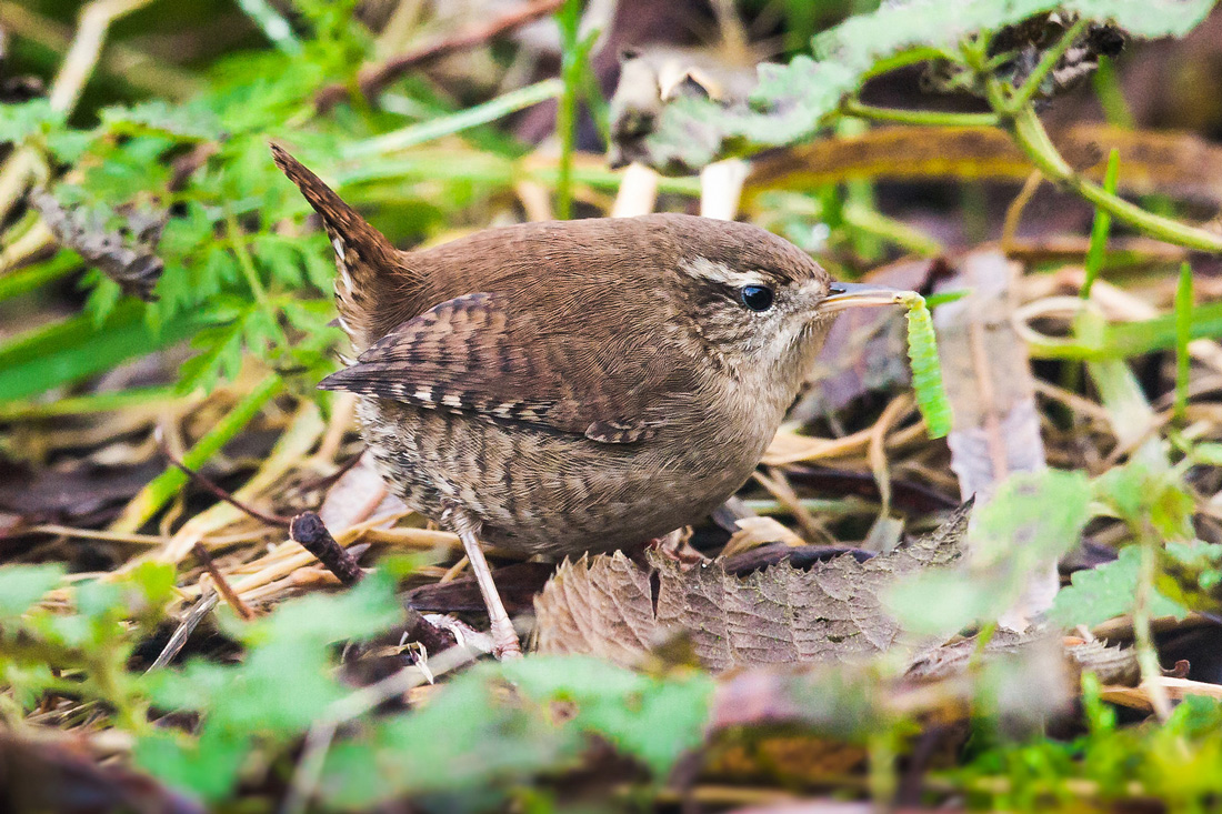 Wren Foraging for a Meal by Searching the Leaves on the Gound