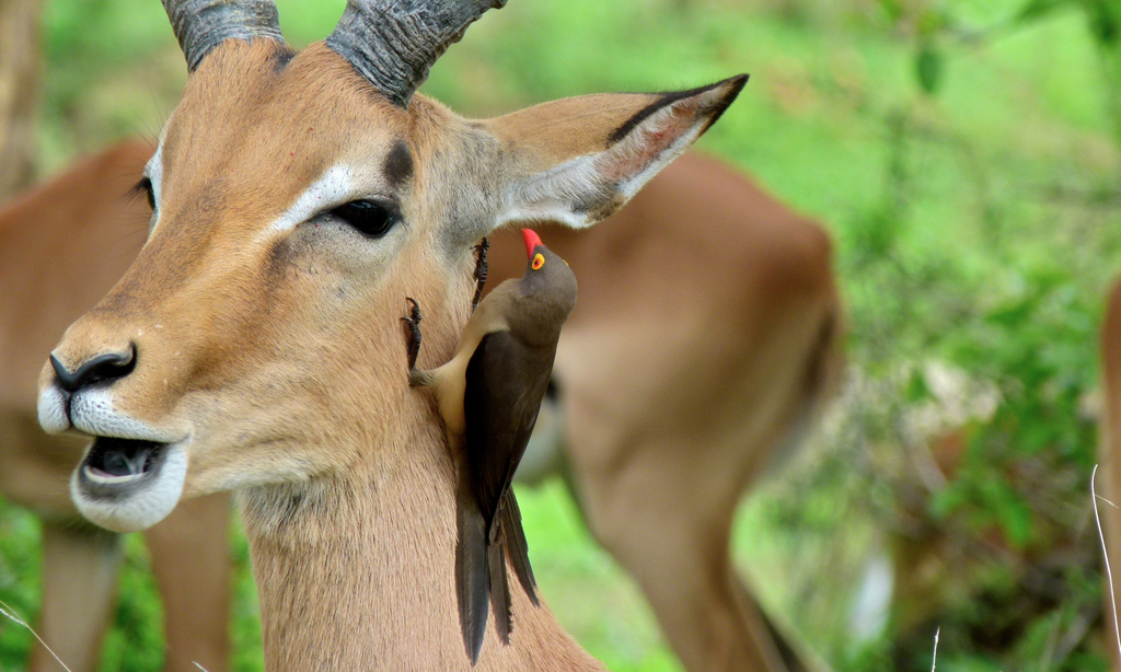 A Red-billed Opecker gleening on an Ungulet in Africa