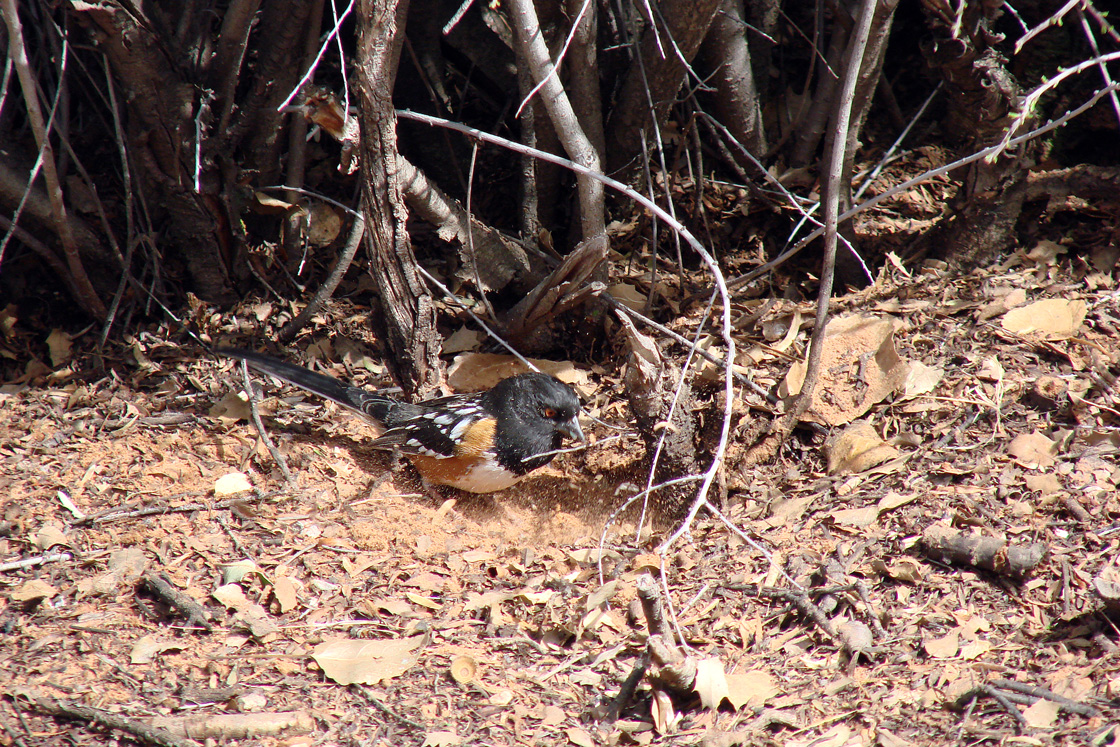 Spotted Towhee in Snow Canyon, Utah, using its feet to scratch through the ground cover while gleaning. 