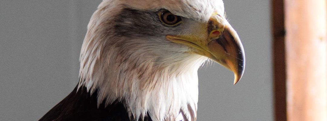 Jade, the Draper Museum Raptor Experience's bald eagle.