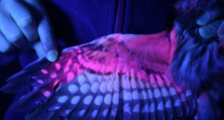 The Wing of a Northern Saw-whet Owl as seen under a UV Black Light