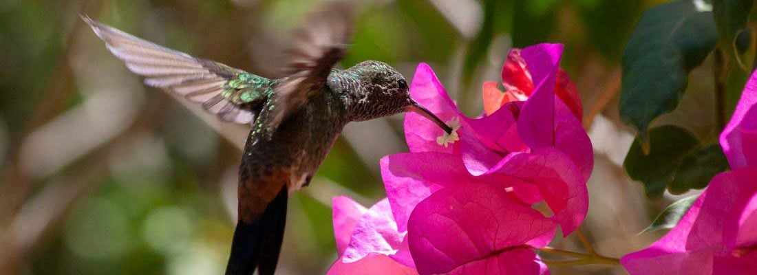 Humming Bird Feeding From a Flower