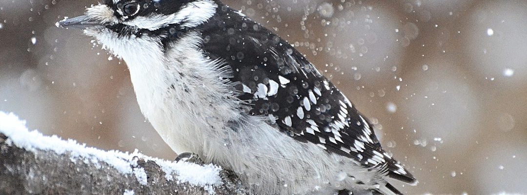 Perched Downy Woodpecker On a Snowy Day