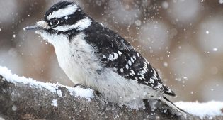 Perched Downy Woodpecker On a Snowy Day
