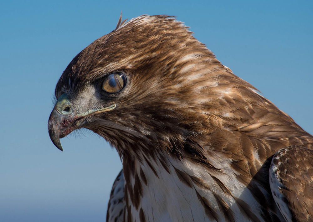 A Hawk Blinking its Nictitating Membrane