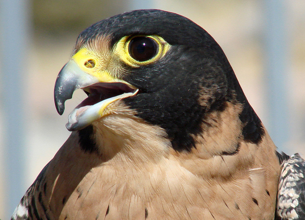 A Peregrine's Nostril Illustrating the Tubercle