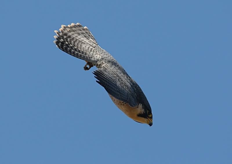 Peregrine Stooping at an Angle