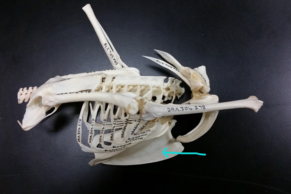 Partial Skkeletal Material Showing the Peregrine's Keel Bone