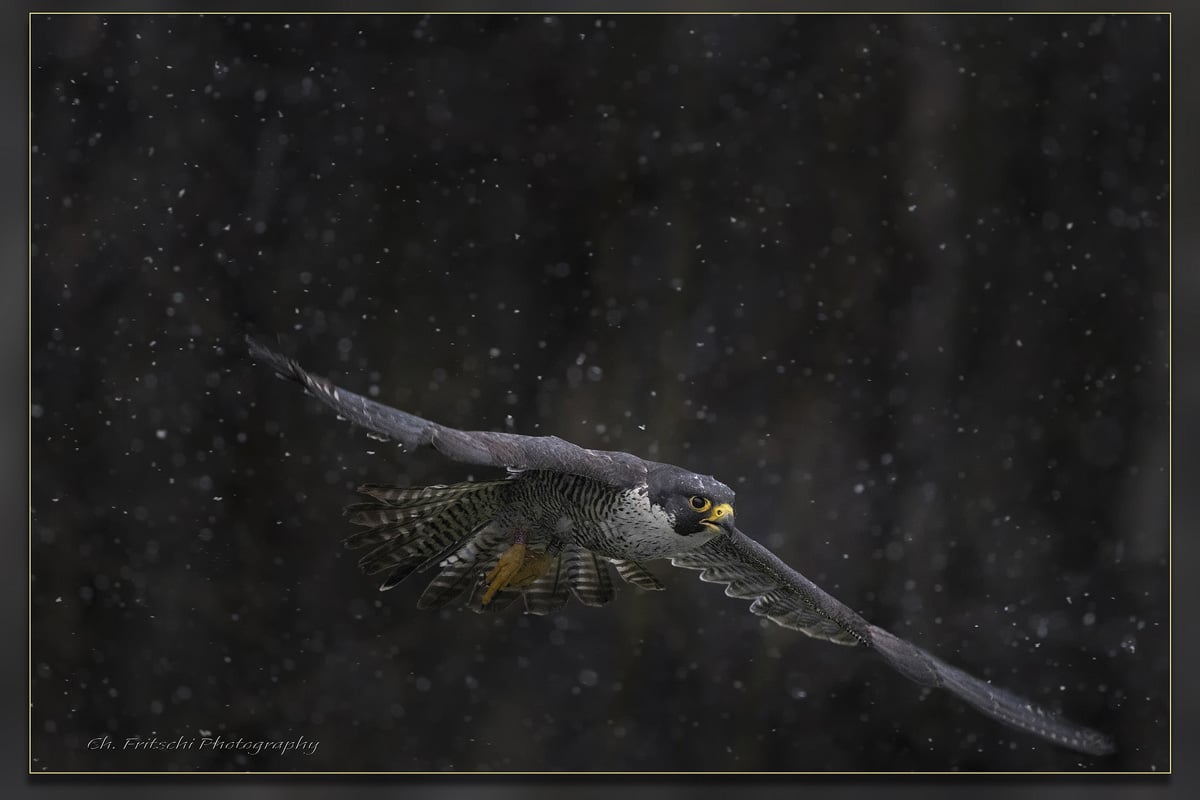 Peregrine Falcon in Flight against a black background.
