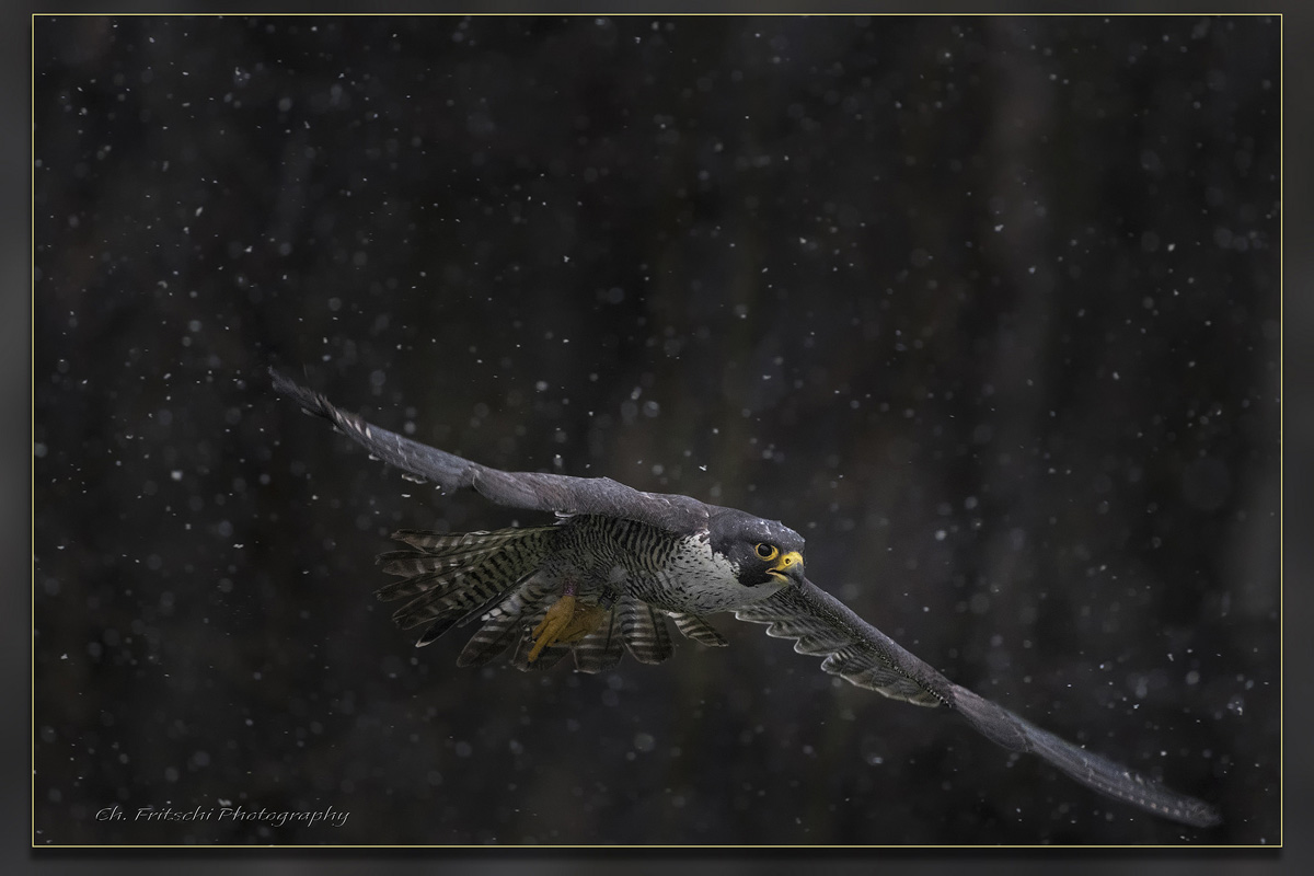 Peregrine Falcon in Flight against a black background.