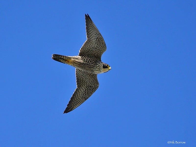 Peregrine in Flight