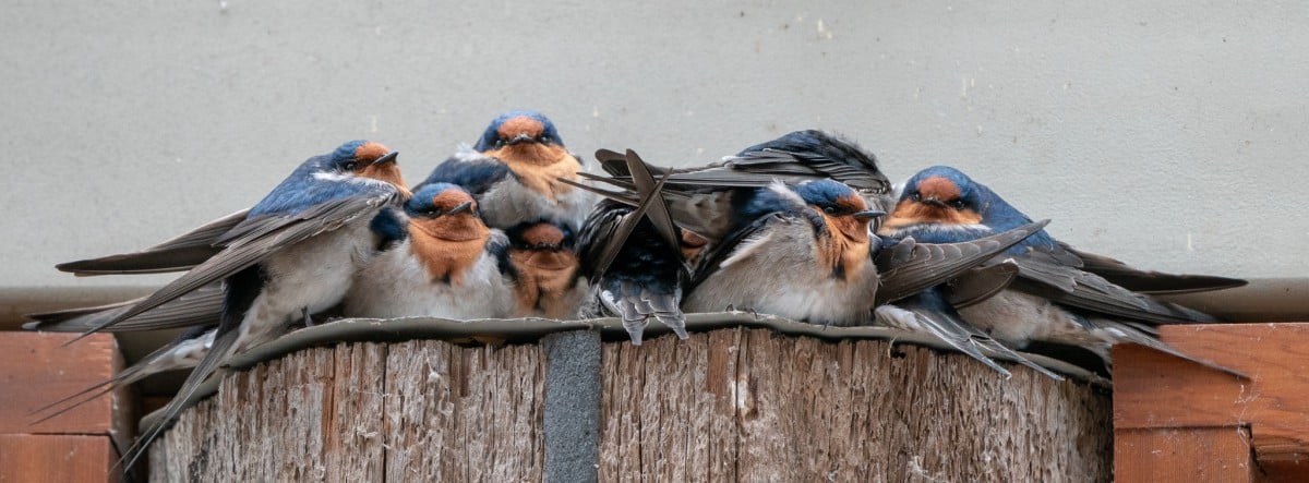 Swallows Huddling together