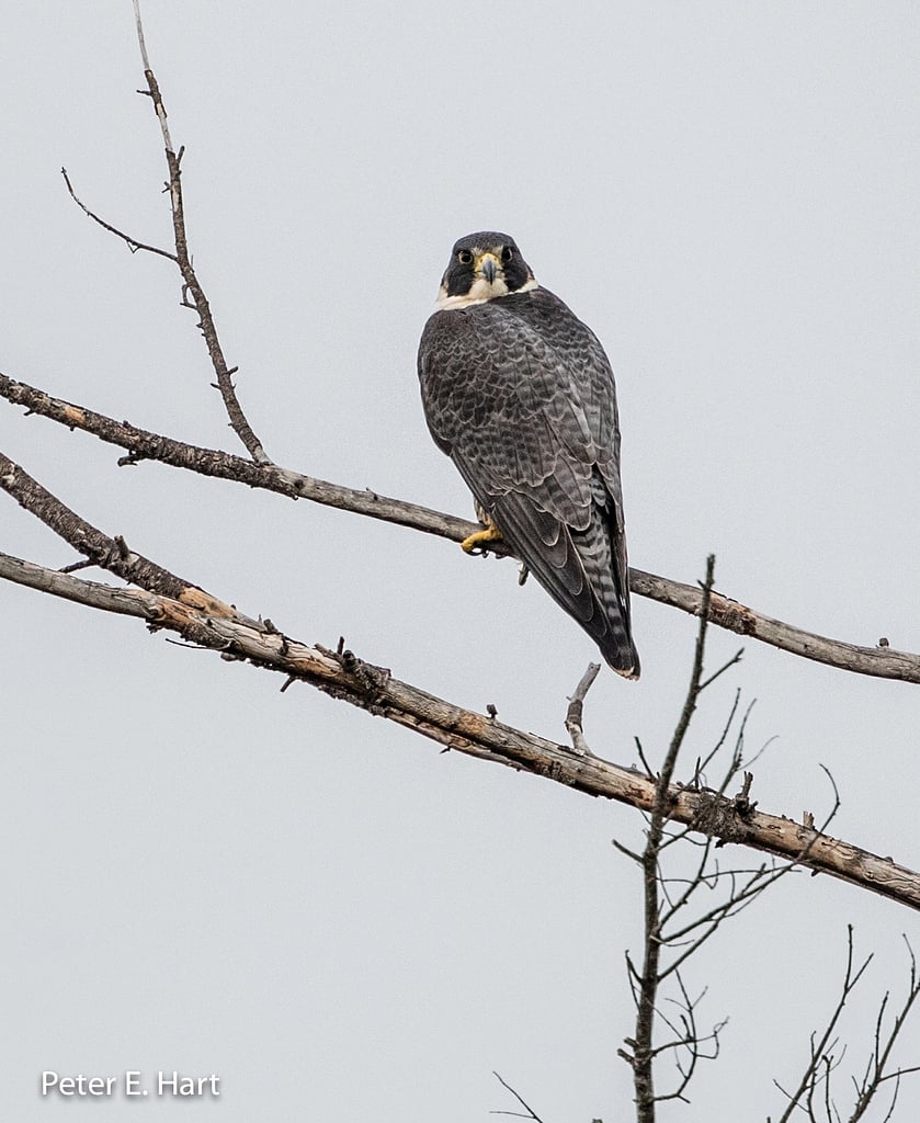 Back View of a Peregrine's Body Shape