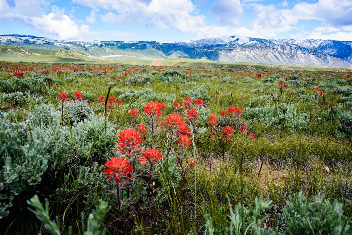 Indian paintbrush with mountain backdrop. Moosejaw Bravo Photography.