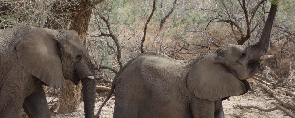 Mark Jenkins talk: Elephants in the Namib Desert. Ken Driese photo.