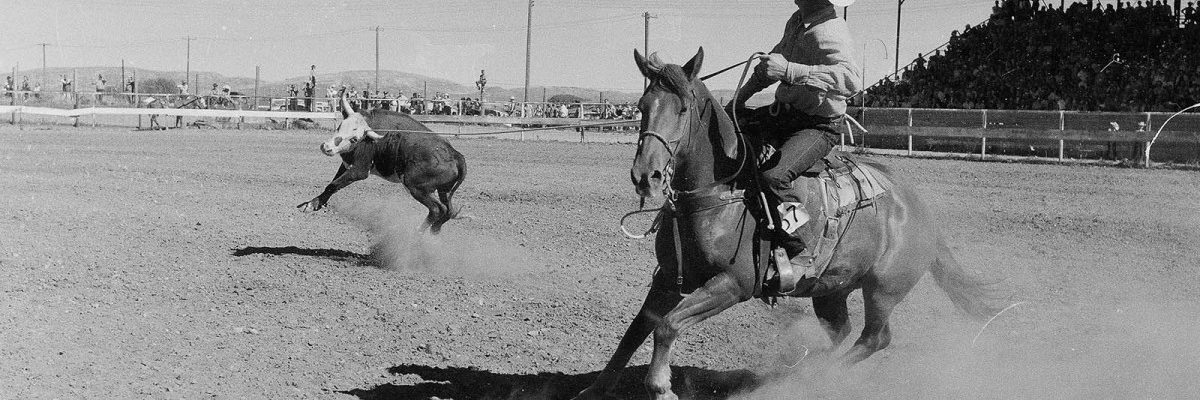 Cowboy heading a steer at Stampede Rodeo, July 4, 1957. MS 089 Jack Richard Photograph Collection. PN.89.17.2972a.03.22
