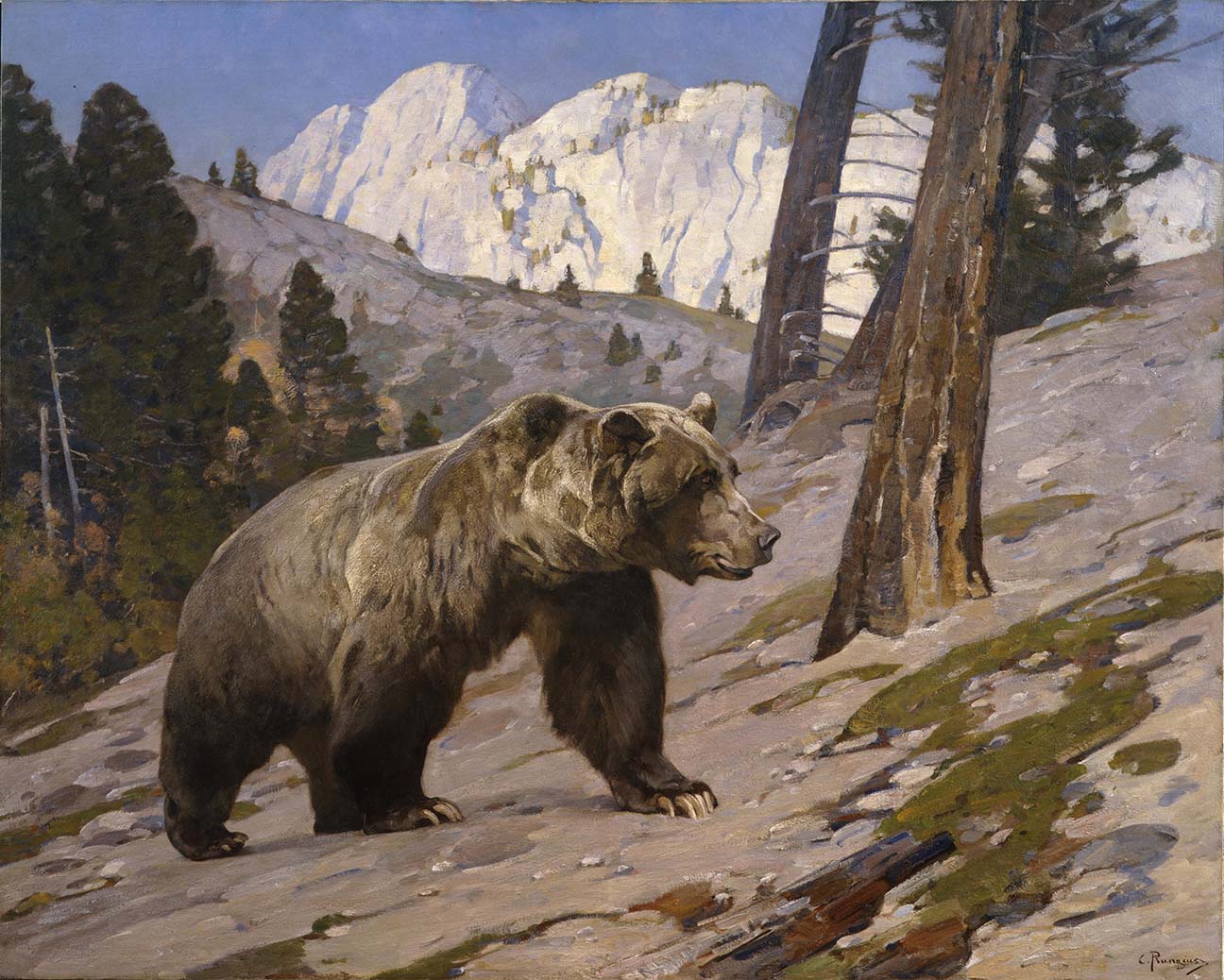Carl Rungius (1869-1959). Silver Tip Grizzly Bear, Rocky Mountains, Alberta, ca. 1923. Oil on canvas, 60 x 75.125 inches. Gift of Jackson Hole Preserve, Inc. 16.93.4