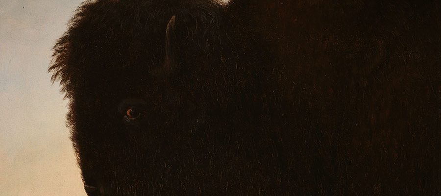 Albert Bierstadt (1830–1902). A Bull Buffalo, 1879. Oil on paper, 13.25 x 15.25 inches. Gift of Carman H. Messmore. 1.62