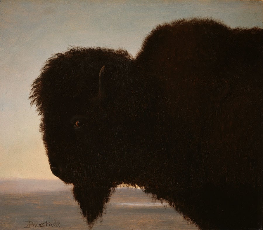 Albert Bierstadt (1830-1902). A Bull Buffalo, 1879. Oil on paper, 13.25 x 15.25 inches. Gift of Carman H. Messmore. 1.62