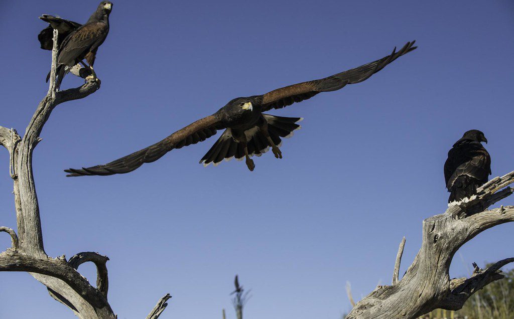 Two perched Harris Hawks with one in flight. 