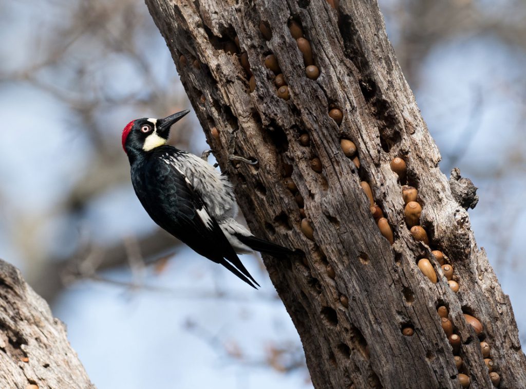 A woodpecker perched on the side of a tree that contains a cache of acorns.  