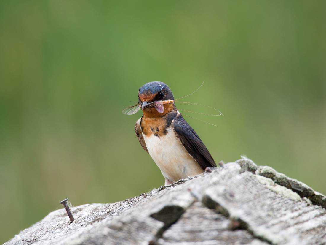 This photo illustrates the theme of catching and eating insects. It shows a Barn Swallow with a Mayfly in its beak.