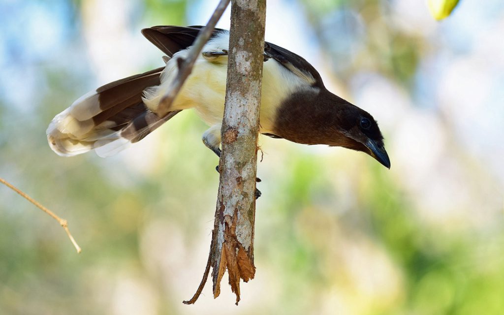 Brown Jay perched on a broken branch.
