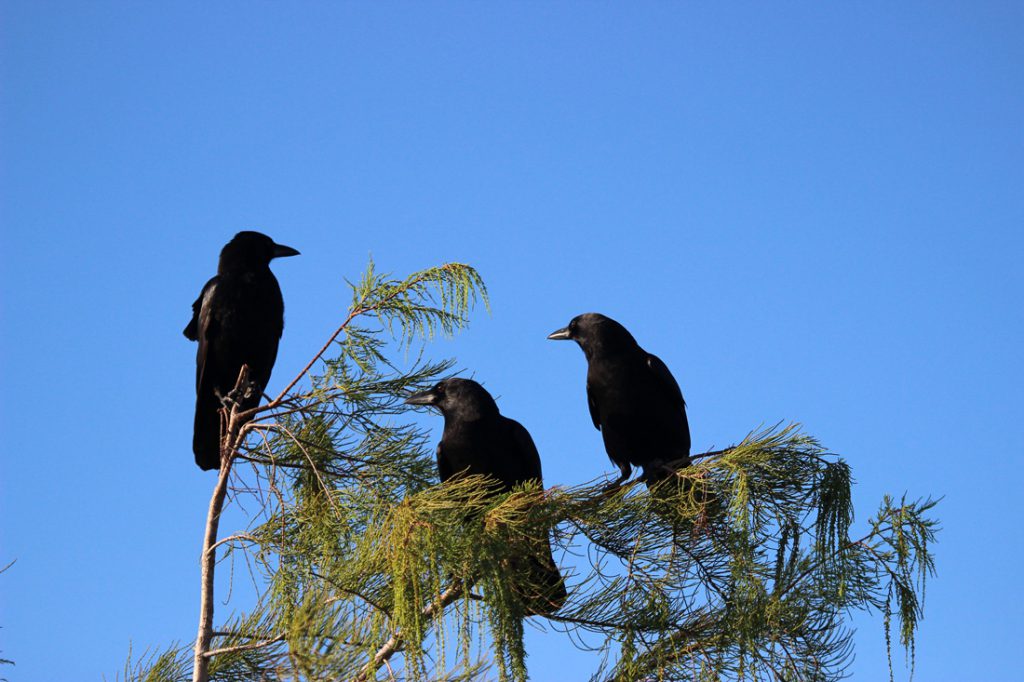 Three crows perched together at the top of a tree. 