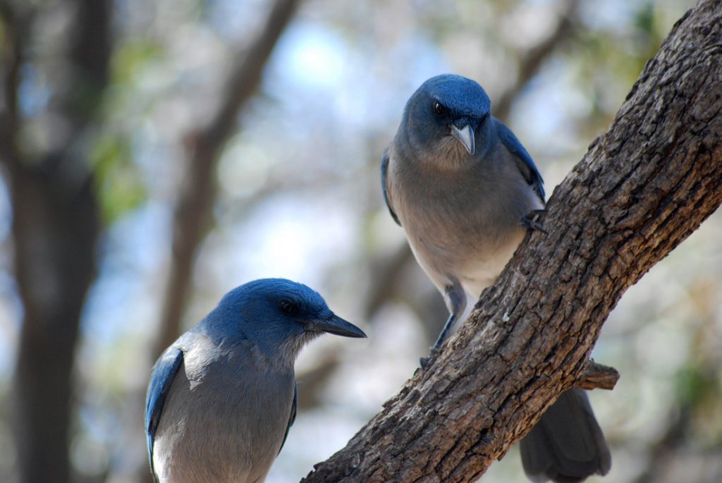 Two Mexican Jays side by side on a branch.
