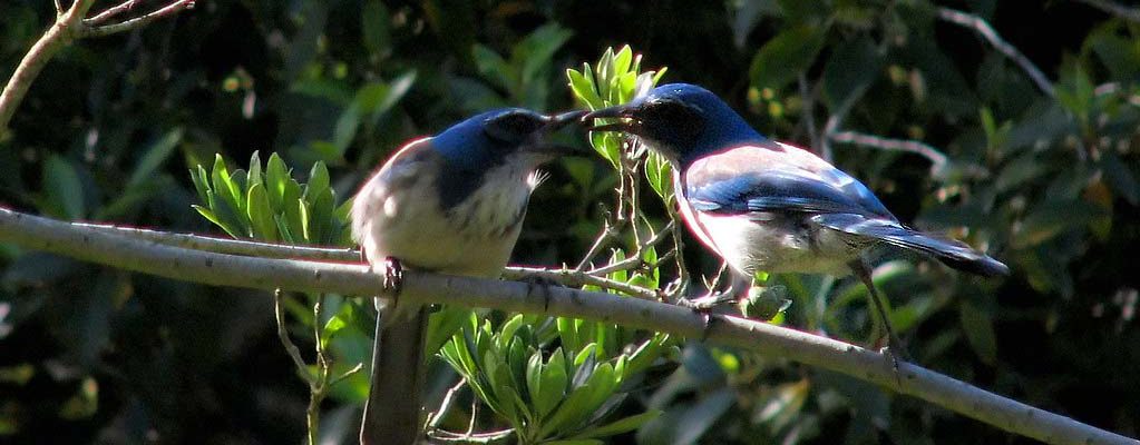 Two Scrub-jays side by side, with one feeding the other.