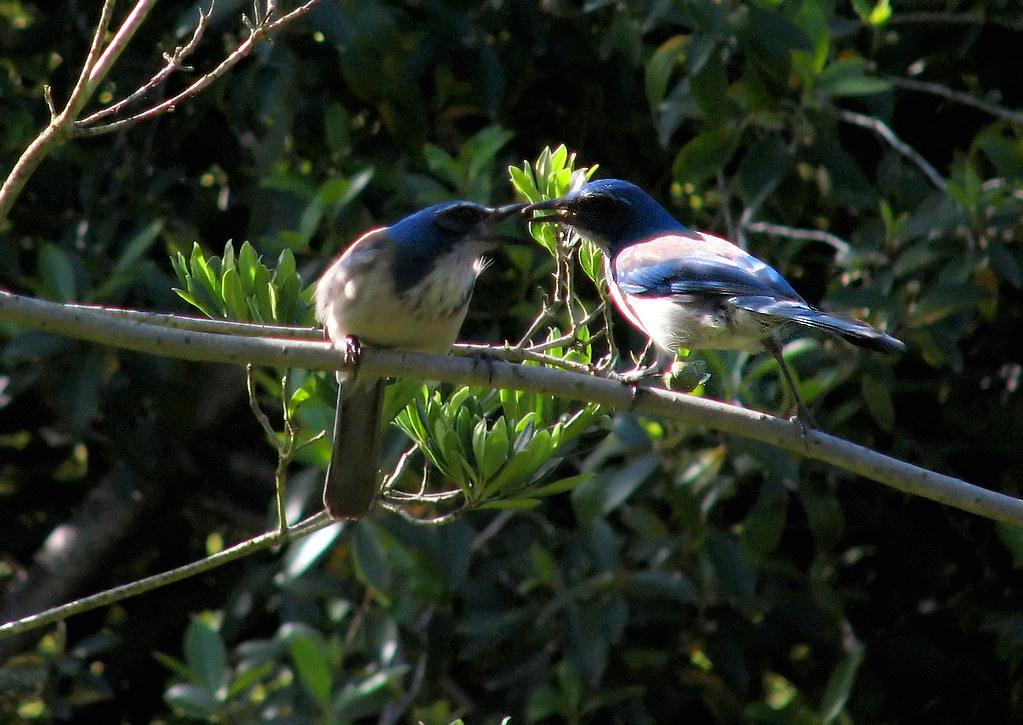 Two Scrub-jays side by side, with one feeding the other.  