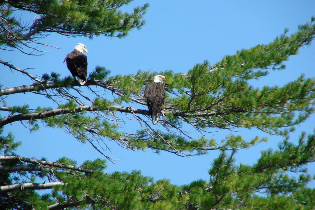 A mated pair of bald eagles perched in a White Pine tree.