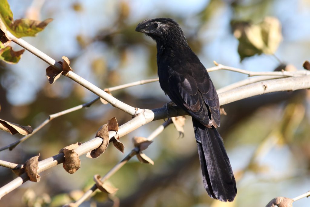 A Groove-billed Ani perched on a branch. 