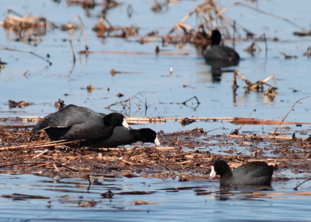A mated Pair of Coots defending their nest by making a vocal warning to another coot swimming too close to their nest.