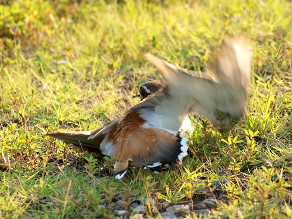 Killdeer performing a broken wing behavior as protection for her nest. 