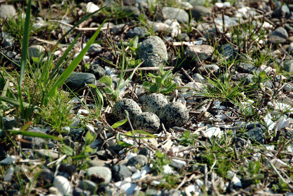 Nest Protection by Camouflaging eggs.