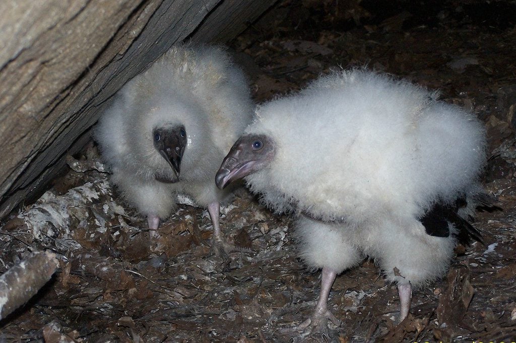 Nest defense can even be done by these baby Turkey Vultures when they vomit on you. 