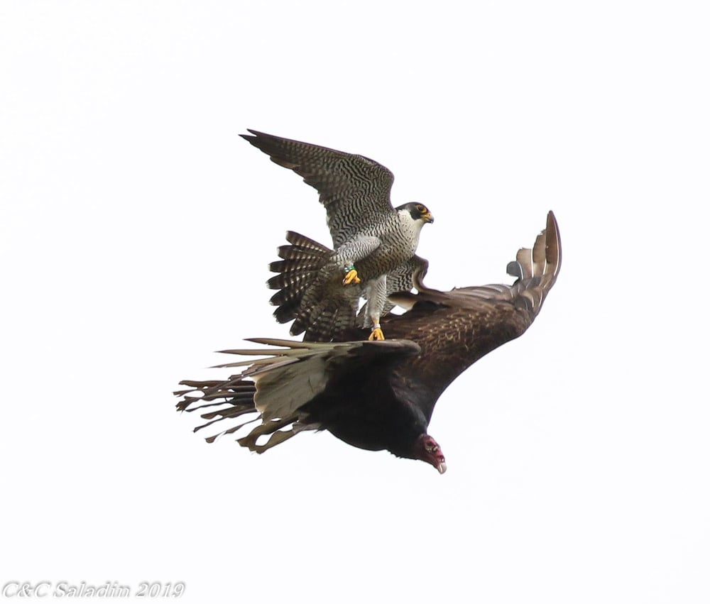 Peregrine Falcon using nest defense by  hitting a Turkey Vulture while in flight.